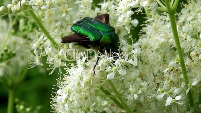 Green Rose Chafer (Cetonia Aurata) arriving at a flower.