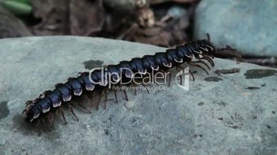 giant centipede