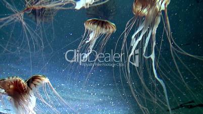 a flock of jellyfish