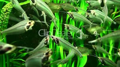 small fish in the algae