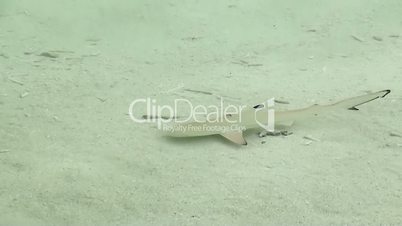 baby reef sharks (Blacktip)