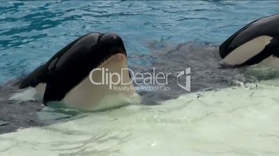 Trained Killer whales (Orca)