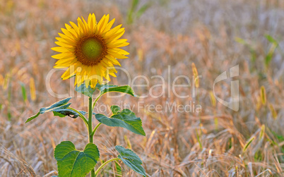 isolated sunflowe