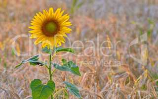 isolated sunflowe