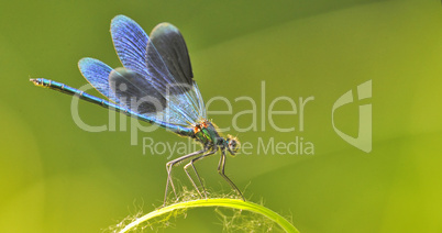 dragon fly on a blade of grass