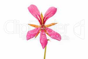 Pink geranium flower