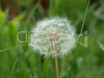 Pusteblume