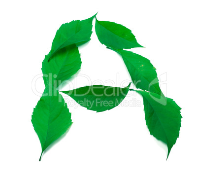 letter a composed of green virginia creeper leaves