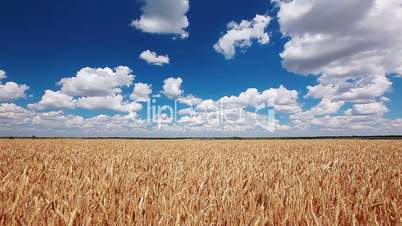 ears of wheat and cloudy sky