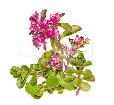 Sedum causticola plant with pink flowers
