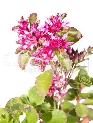 Pink flowers of Sedum causticola