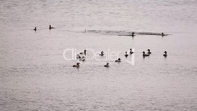 Ducks float on the lake.