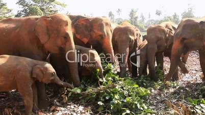 Elephants eat leaves.