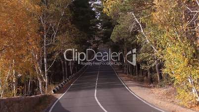 Car goes on the road among the autumn wood.