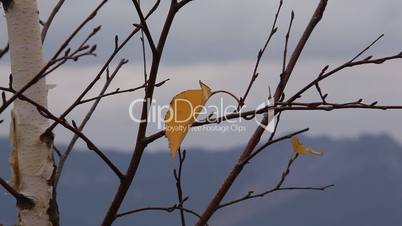 Last autumn leaf.