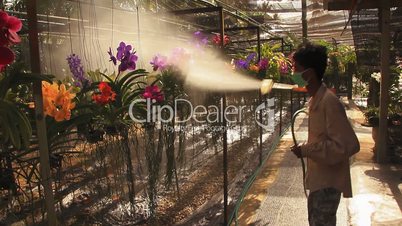 Man sprays water on orchids.