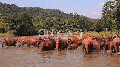 Elephants enter into the river to drink water.