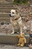 Hund und Teddy auf dem Wanderweg zum Hohenstein, Weserbergland