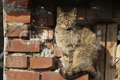 Katze vor altem Mauerwerk