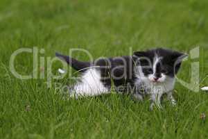 Katzenbaby im Gras