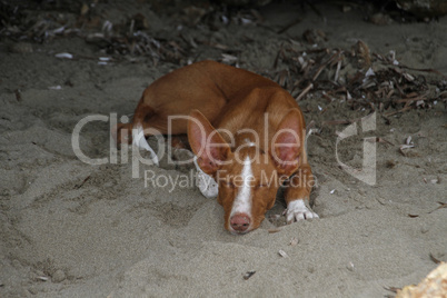 Podenco Ibicenco am Strand