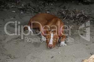 Podenco Ibicenco am Strand