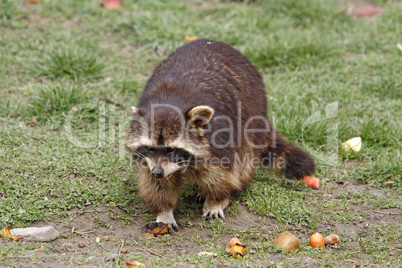 Waschbär