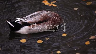 Duck floats among yellow autumn leaves.
