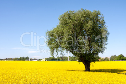 Tree in blooming canola field