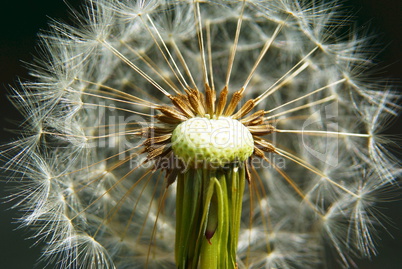 Löwenzahn und Pusteblume