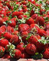 Juicy ripe strawberrys on sale at market