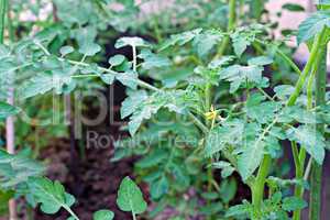 Young tomato plants in early growth
