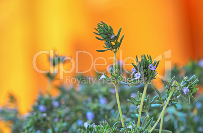 fresh green thyme herbs  isolated on a orange background