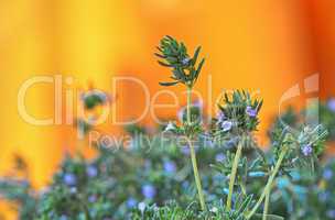 fresh green thyme herbs  isolated on a orange background