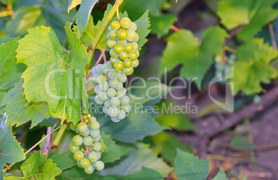 green grapes in vineyard