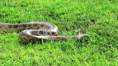 wild anaconda