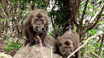 Evil monkey. Macaques