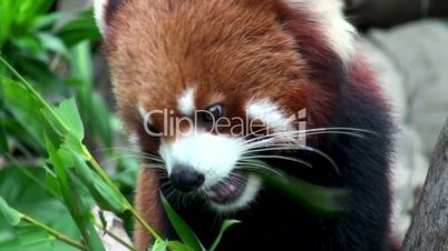 Red panda eating bamboo