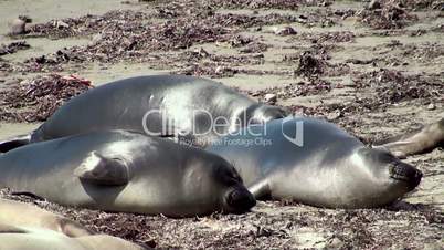 Colony elephant seals (females & pups) at Piedras Blancas, California