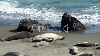 Colony elephant seals (females & pups) on the California coast (San Simeon)