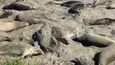 Colony elephant seals (females & pups) on the California coast (San Simeon)