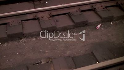 Brown Rat on the rails of NYC subway