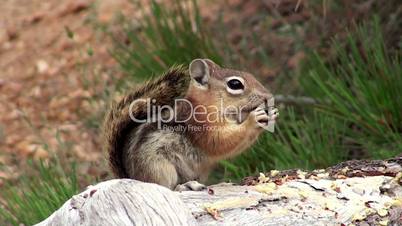 Eastern Chipmunk