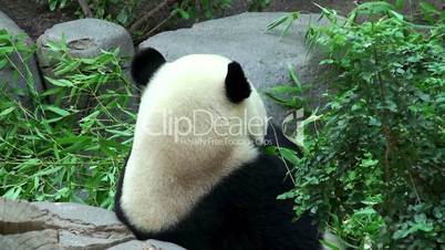 Giant panda eating bamboo