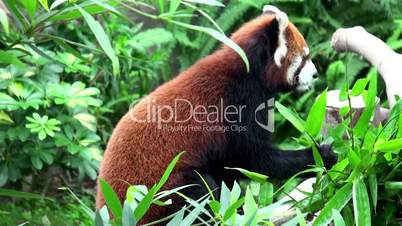 Red panda eating bamboo