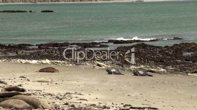 Colony elephant seals (females & pups) at Piedras Blancas, California