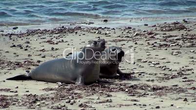 Games of young elephant seals