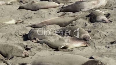 Colony elephant seals (females & pups) on the California coast (San Simeon)