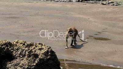 A flock of macaques