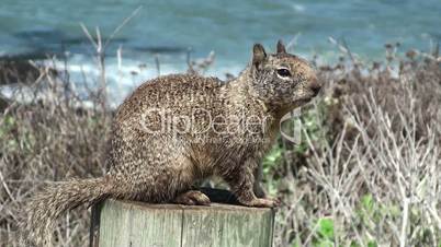 Wild squirrel at the seacoast